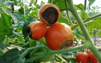 Уход за рассадой томатов после всходов и пикировки